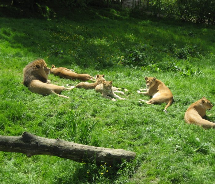 Zoo de Cerza France lions
