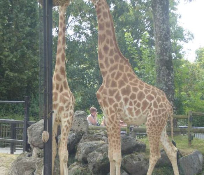 Zoo de Maubeuge giraffen