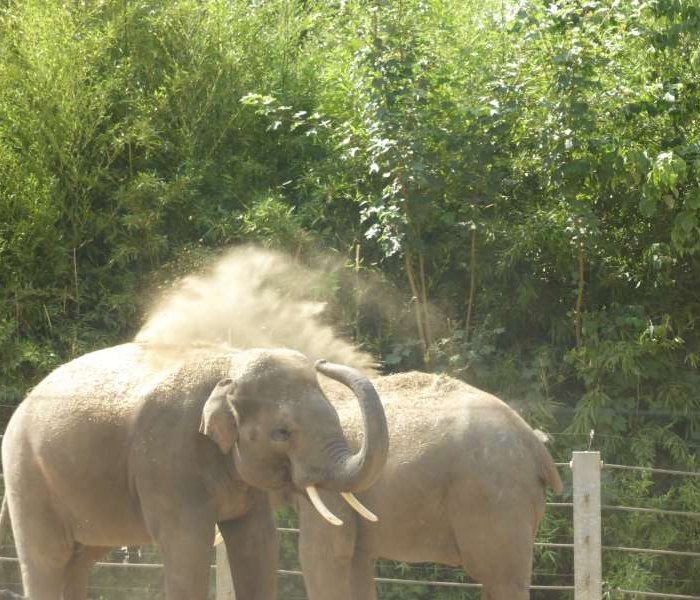 Zoo de Maubeuge olifanten