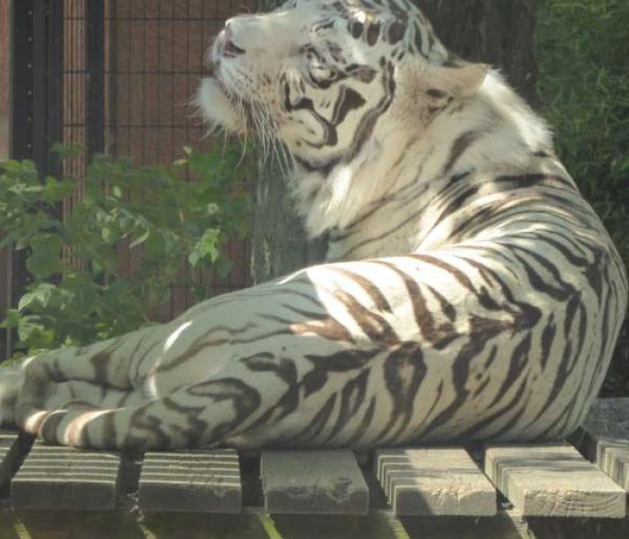 Zoo de Maubeuge witte tijger