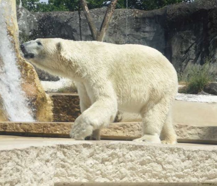Zoologischer Stadtgarten Karlsruhe ijsbeer