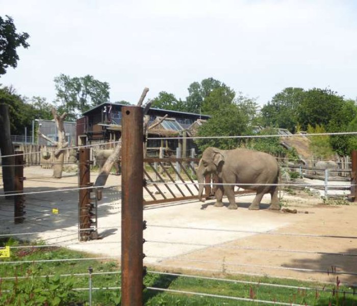 Zoologischer Stadtgarten Karlsruhe olifant