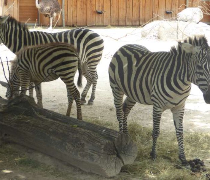 Zoologischer Stadtgarten Karlsruhe zebra