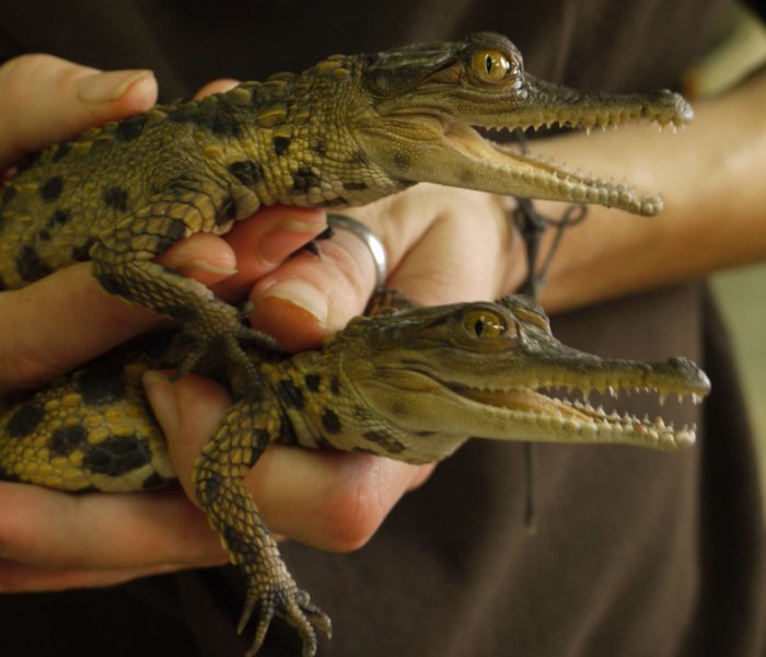 bebe-crocodiles-Biotropica
