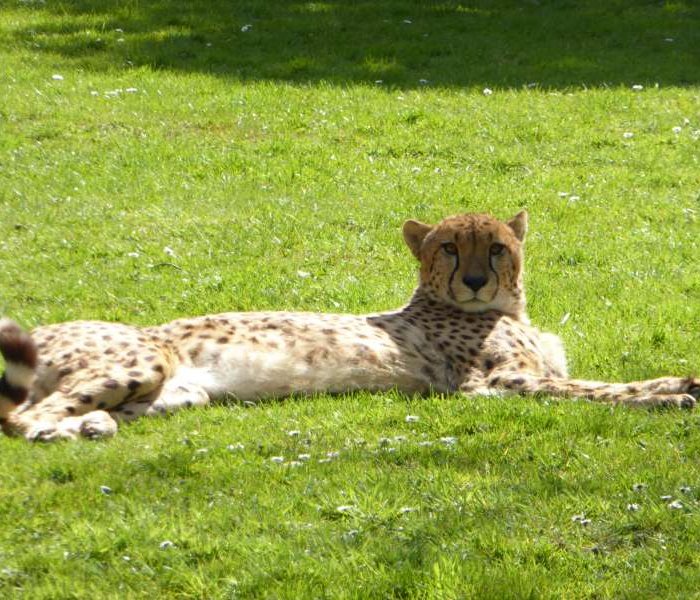 cheetah_Zoo_de_Champrepus