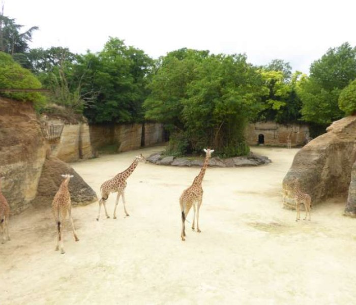 giraffen_Bioparc_Zoo_Doue_la_Fontaine
