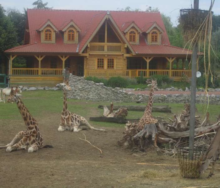 Giraffen Olmense Zoo
