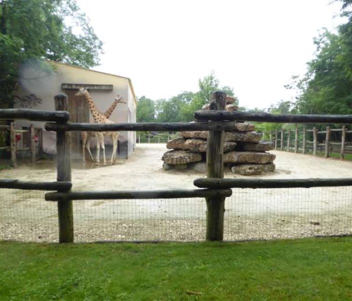 giraffen_Zoo_de_la_Fleche