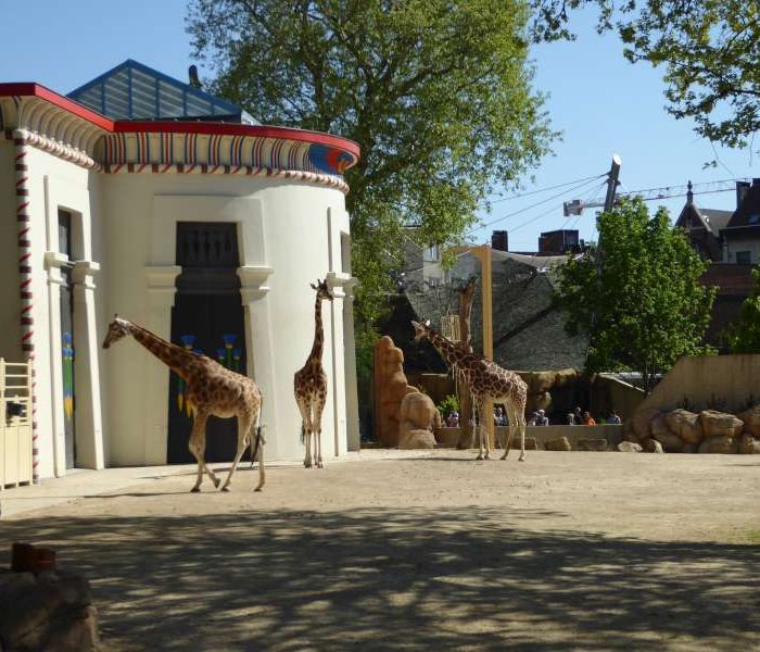 Giraffen Zoo Antwerpen