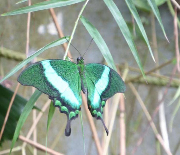 groene_vlinder_Naturospace