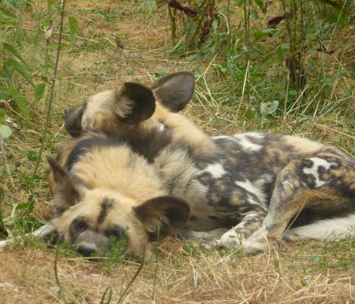 Hyena Parc Animalier De Bouillon