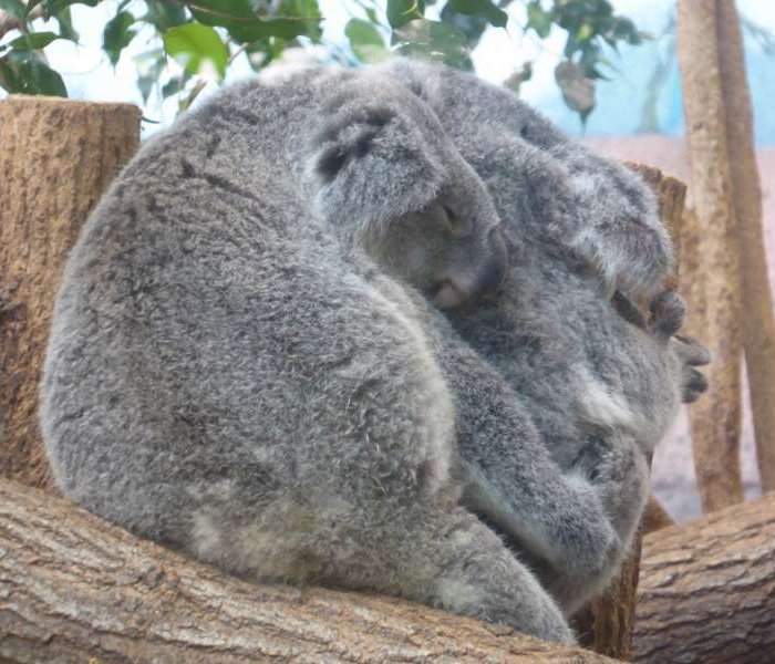koala_Zoo_de_Beauval