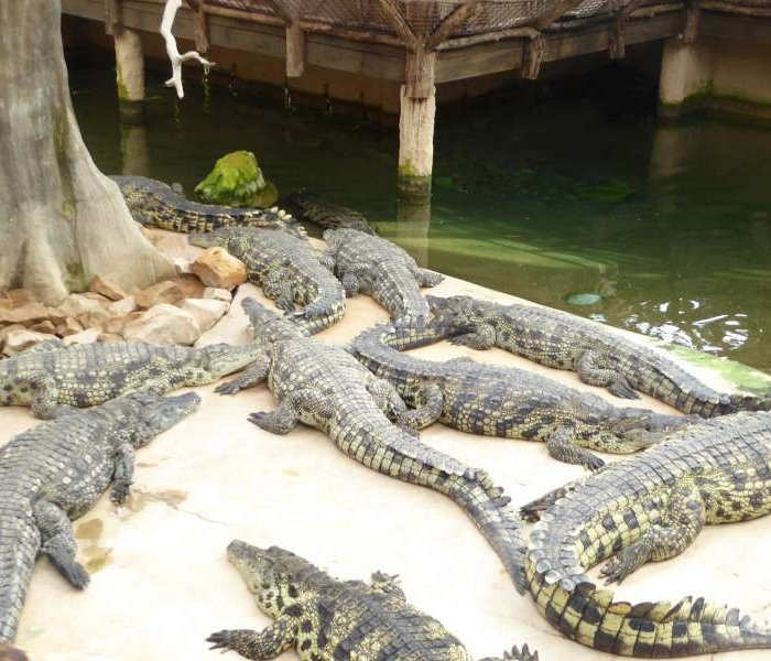 krokodillen_Alligator_Bay