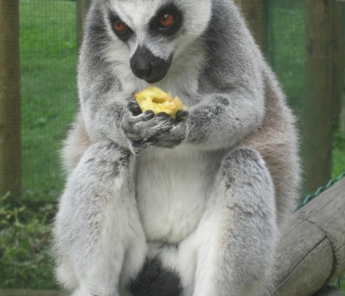 Lemuren Apen Bellewaerde