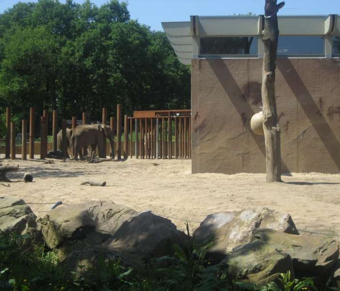 Olifanten Ouwehands Dierenpark Rhenen 800