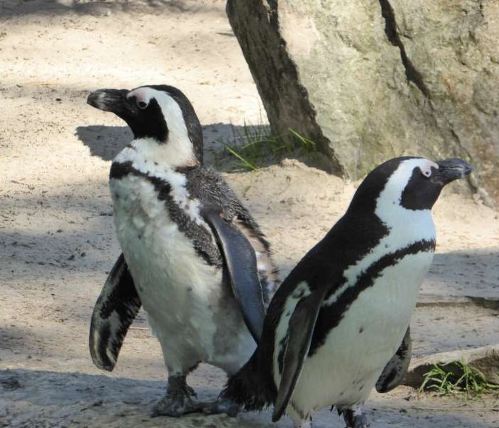 Penguin Zoo Antwerpen