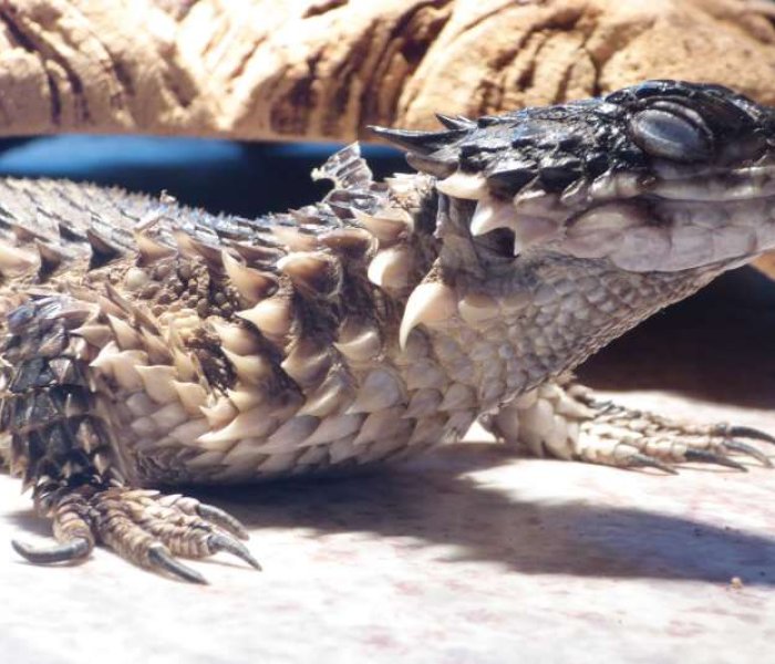 Reptiel Iguana