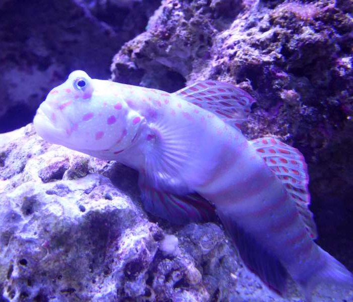 weird_fish_Aquarium_dAmneville